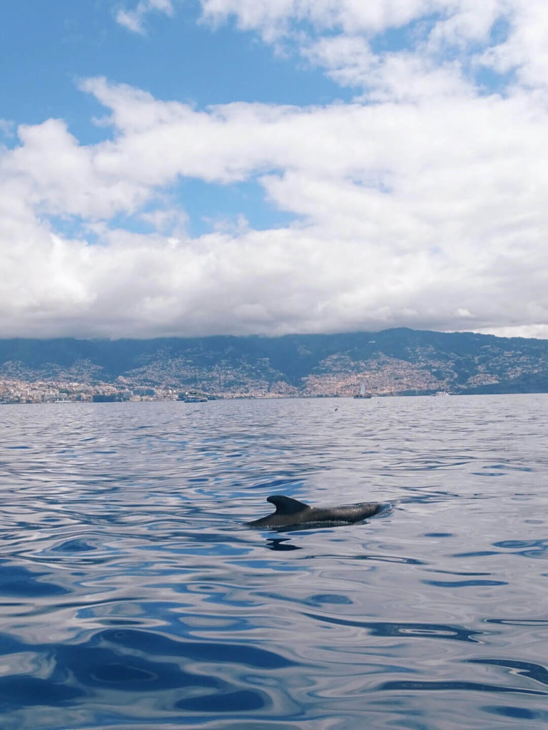 DOLPHIN WATCHING FUNCHAL