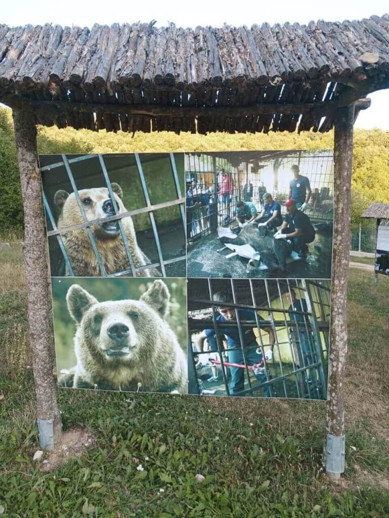 bear sanctuary 
