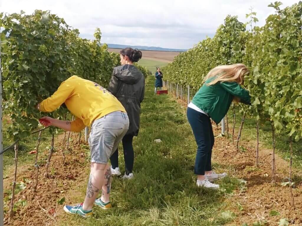 Moravia winery harvest season