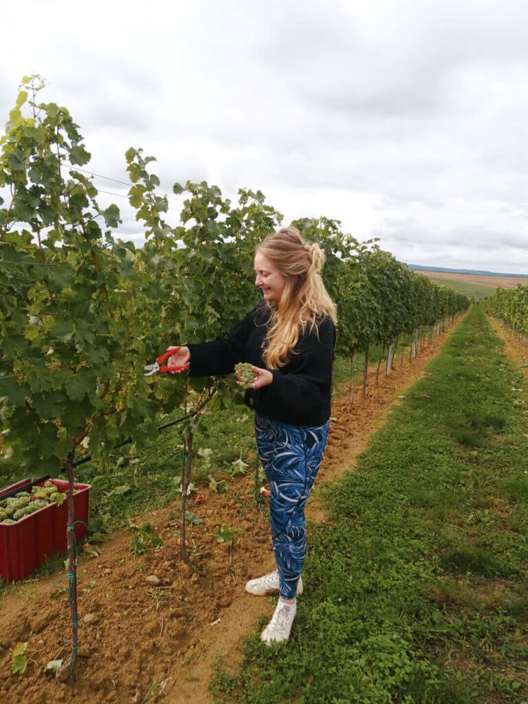 Picking grapes at Moravian vineyard