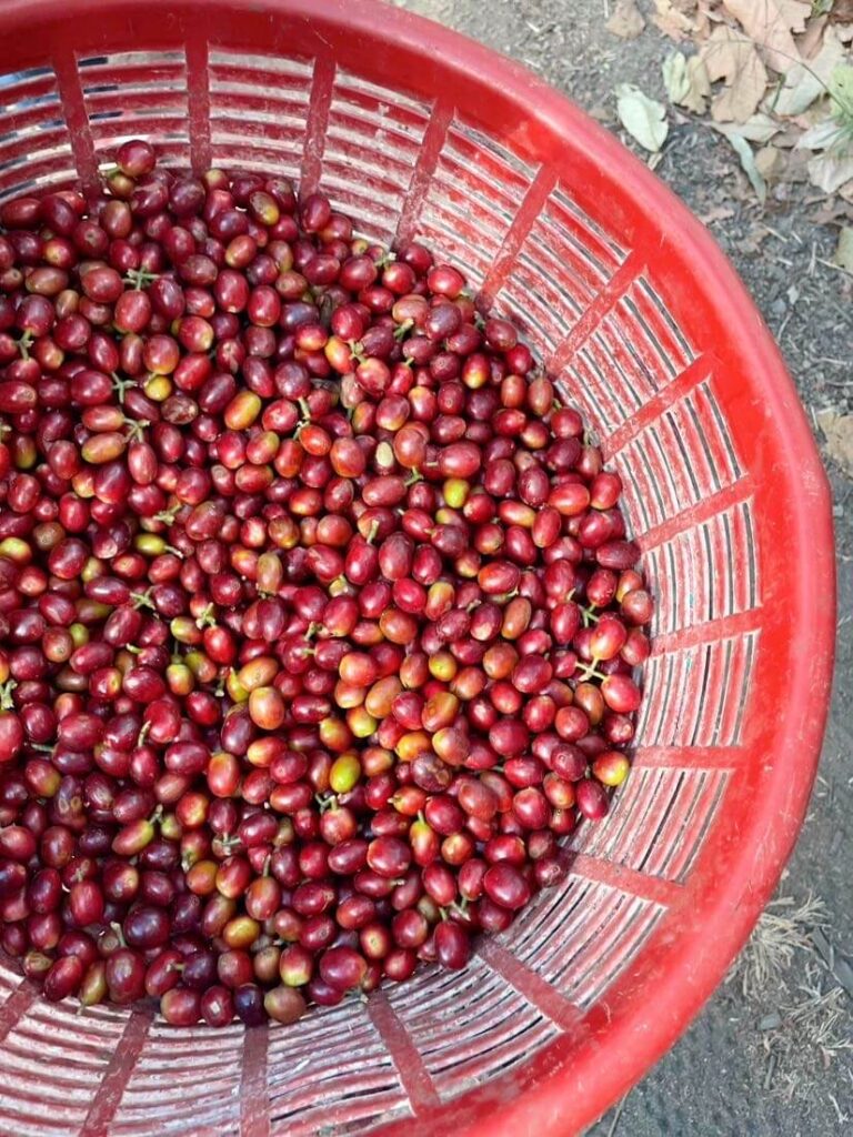 Fresh red and yellow coffee cherries collected in a large red plastic basket, viewed from above on the ground outdoors.