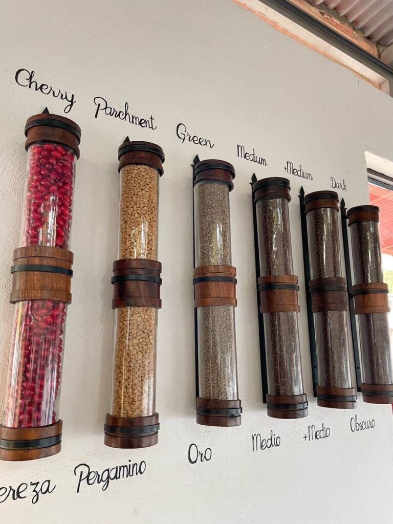 Coffee beans displayed in clear wall-mounted tubes showing different stages from cherry and parchment to green, medium, and dark roast, labeled on a white wall.