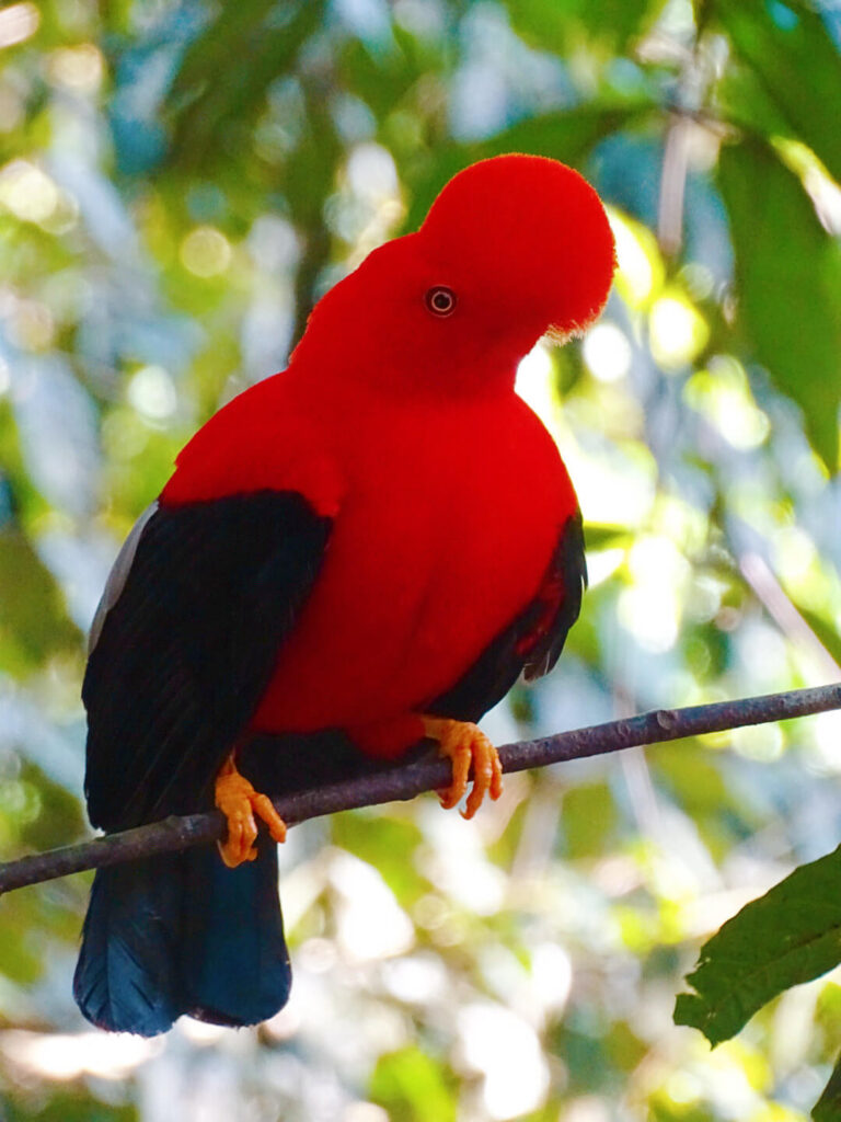 Red bird Colombia