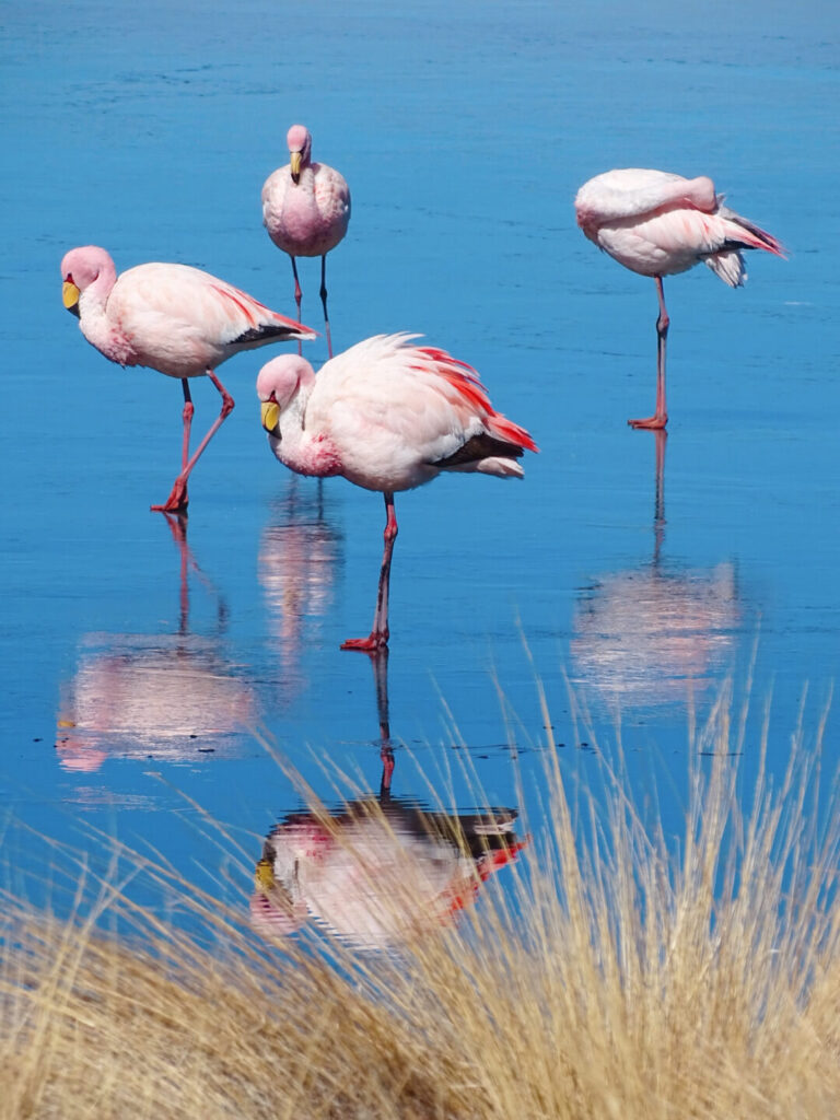 Flamingos
