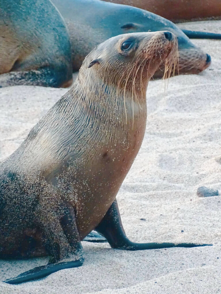 Sea lion