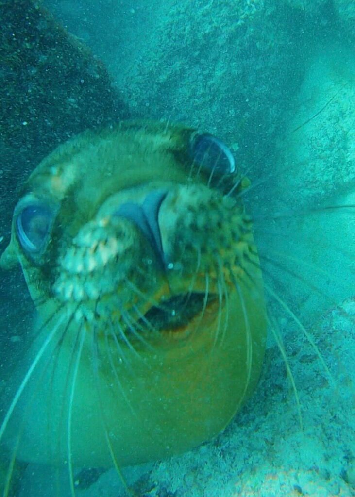 Sea lion snorkelling